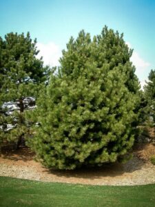 Сосна Чёрная (Pinus Nigra) купить по цене от 270.00р. в интернет-магазине «Посадика» с доставкой почтой в в Каслие и по всей России – [изображение №1].