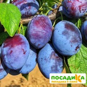 Слива Чачакская ранняя купить по цене от 229.00р. в интернет-магазине «Посадика» с доставкой почтой в в Каслие и по всей России – [изображение №1].