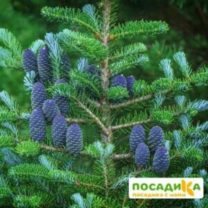 Пихта корейская (Abies koreana) купить по цене от 450.00р. в интернет-магазине «Посадика» с доставкой почтой в в Каслие и по всей России – [изображение №1].