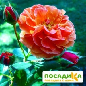 Роза Арабия купить по цене от 350.00р. в интернет-магазине «Посадика» с доставкой почтой в в Каслие и по всей России – [изображение №1].