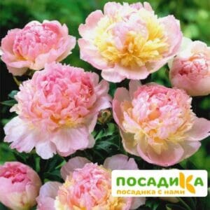 Пион Распберри Сандей (Paeonia Raspberry Sundae) купить по цене от 959р. в интернет-магазине «Посадика» с доставкой почтой в в Каслие и по всей России – [изображение №1].