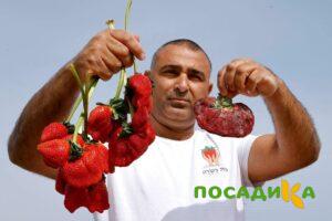 Клубника Гигант Джорнея купить по цене от 266р. в интернет-магазине «Посадика» с доставкой почтой в в Каслие и по всей России – [изображение №1].