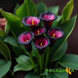 Калла Аура Лейс купить по цене от 400р. в интернет-магазине «Посадика» с доставкой почтой в в Каслие и по всей России – [изображение №1].