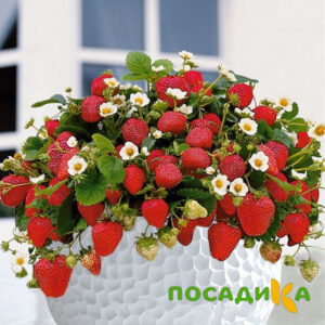 Клубника Рубиновый Шепот (горшечная) купить по цене от 240р. в интернет-магазине «Посадика» с доставкой почтой в в Каслие и по всей России – [изображение №1].