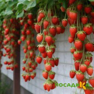 Клубника вьющаяся Комплимент купить по цене от 470р. в интернет-магазине «Посадика» с доставкой почтой в в Каслие и по всей России – [изображение №1].