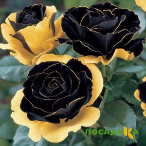 Роза Ханни Сикл купить по цене от 700р. в интернет-магазине «Посадика» с доставкой почтой в в Каслие и по всей России – [изображение №1].