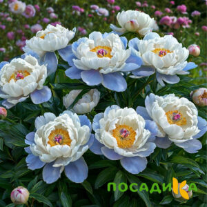 Пион акварельный Этюд купить по цене от 806р. в интернет-магазине «Посадика» с доставкой почтой в в Каслие и по всей России – [изображение №1].