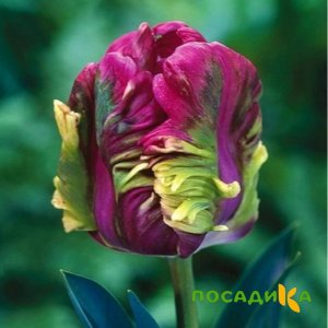 Тюльпан Экзотик Хэвен купить по цене от 186р. в интернет-магазине «Посадика» с доставкой почтой в в Каслие и по всей России – [изображение №1].