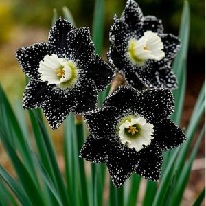 Нарцисс Кассата купить по цене от 372р. в интернет-магазине «Посадика» с доставкой почтой в в Каслие и по всей России – [изображение №1].