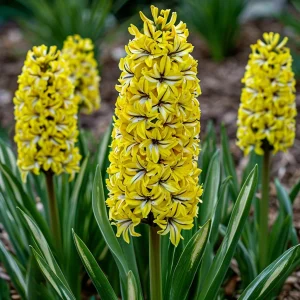 Гиацинт Сансет Голд купить по цене от 2099р. в интернет-магазине «Посадика» с доставкой почтой в в Каслие и по всей России – [изображение №1].