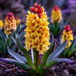 Гиацинт Миднайт Мистери купить по цене от 2099р. в интернет-магазине «Посадика» с доставкой почтой в в Каслие и по всей России – [изображение №1].