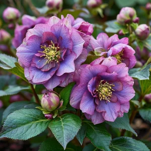 Морозник Айс Принцесс Чарм купить по цене от 650р. в интернет-магазине «Посадика» с доставкой почтой в в Каслие и по всей России – [изображение №1].