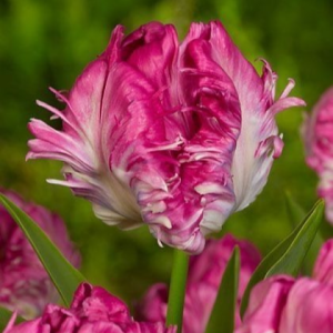 Тюльпан махровый Кул Кристал купить по цене от 400р. в интернет-магазине «Посадика» с доставкой почтой в в Каслие и по всей России – [изображение №1].