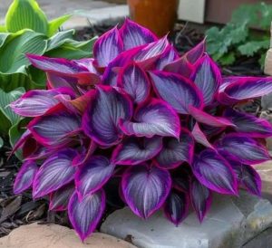 Хоста Сикрет Гарденс купить по цене от 549р. в интернет-магазине «Посадика» с доставкой почтой в в Каслие и по всей России – [изображение №1].